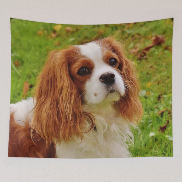 Item preview, Cavalier King Charles Spaniel Photo designed and sold by TheAnimalZ00.