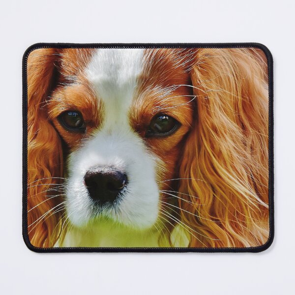 Item preview, Closeup Photo Of A Cavalier King Charles Spaniel designed and sold by TheAnimalZ00.