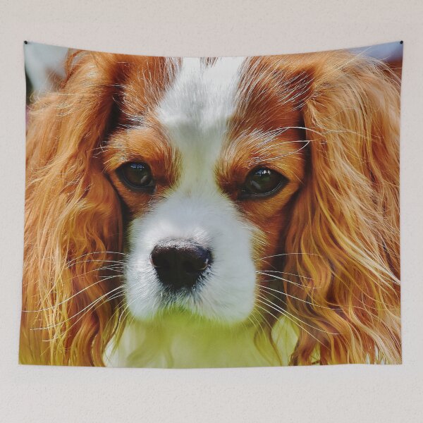 Item preview, Closeup Photo Of A Cavalier King Charles Spaniel designed and sold by TheAnimalZ00.