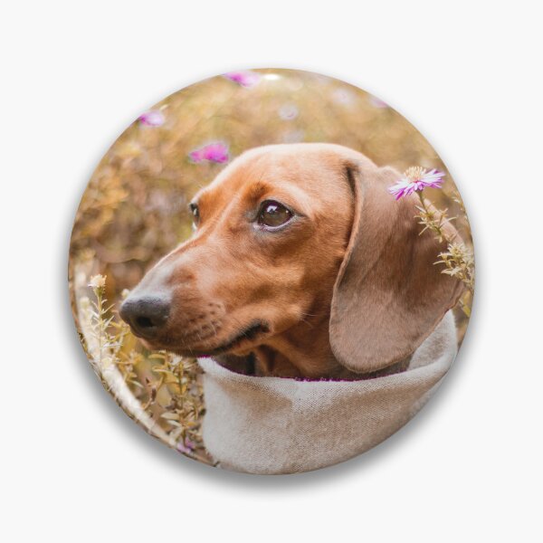 Item preview, Cute Dachshund Photo designed and sold by TheAnimalZ00.