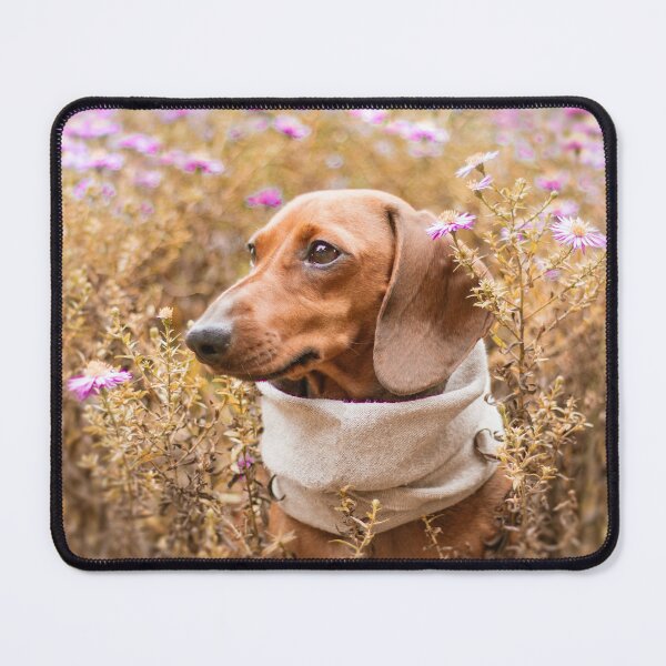 Item preview, Cute Dachshund Photo designed and sold by TheAnimalZ00.