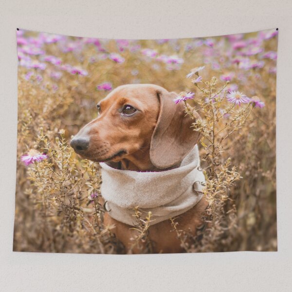 Item preview, Cute Dachshund Photo designed and sold by TheAnimalZ00.