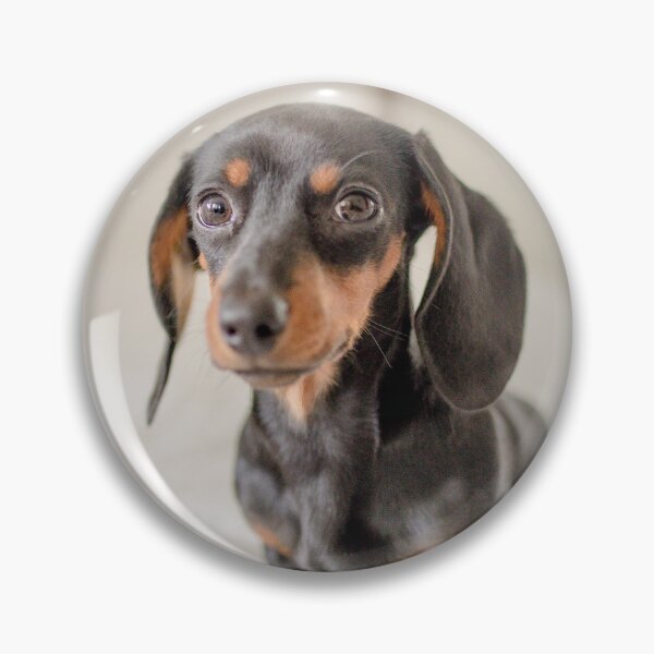 Item preview, Cute Dachshund Puppy Photo designed and sold by TheAnimalZ00.