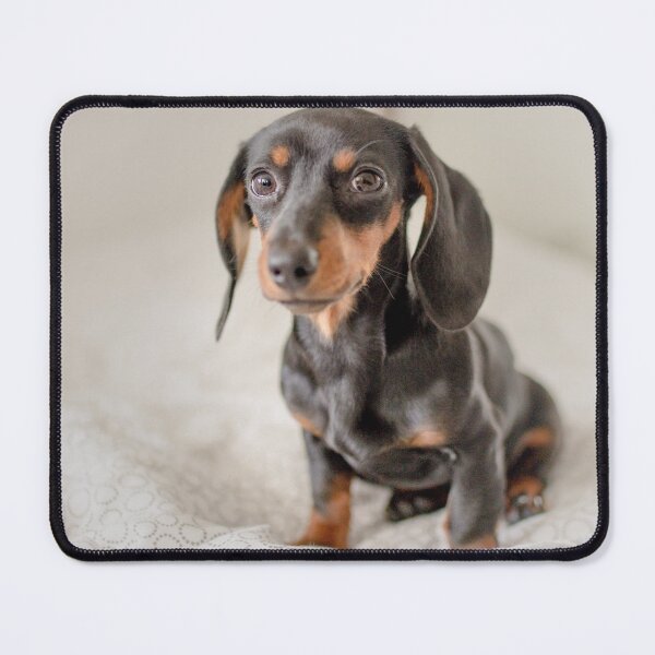 Item preview, Cute Dachshund Puppy Photo designed and sold by TheAnimalZ00.