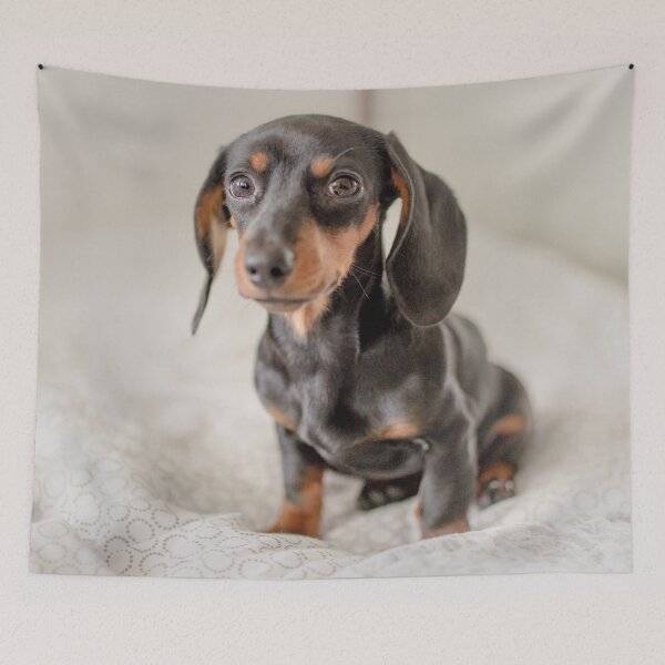 Item preview, Cute Dachshund Puppy Photo designed and sold by TheAnimalZ00.