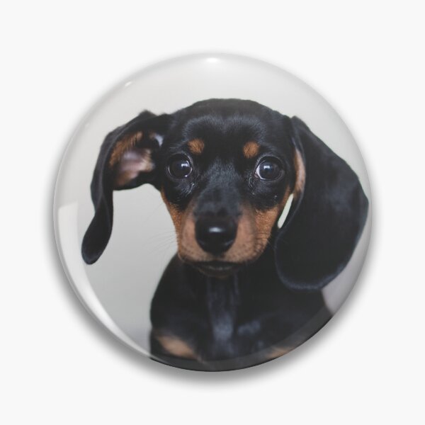 Item preview, Cute Dachshund Puppy Photo designed and sold by TheAnimalZ00.