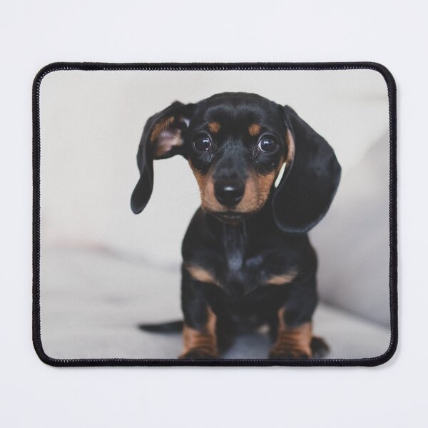 Item preview, Cute Dachshund Puppy Photo designed and sold by TheAnimalZ00.