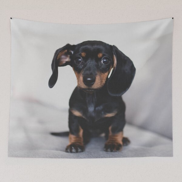 Item preview, Cute Dachshund Puppy Photo designed and sold by TheAnimalZ00.