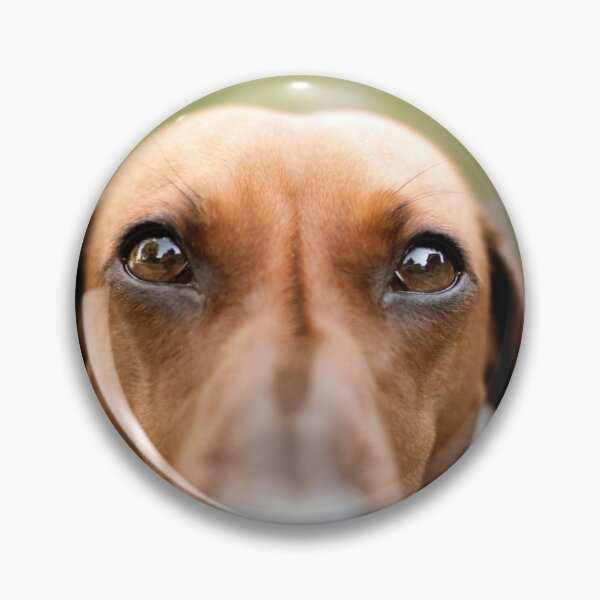 Item preview, Closeup Dachshund Photo designed and sold by TheAnimalZ00.