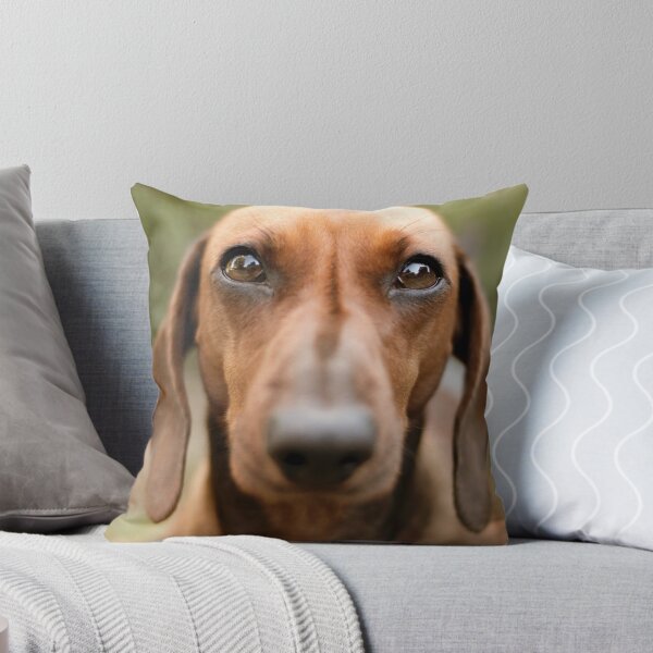 Item preview, Closeup Dachshund Photo designed and sold by TheAnimalZ00.