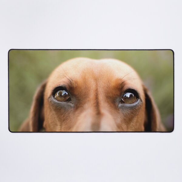 Item preview, Closeup Dachshund Photo designed and sold by TheAnimalZ00.
