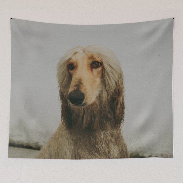 Item preview, Afghan Hound Photo designed and sold by TheAnimalZ00.