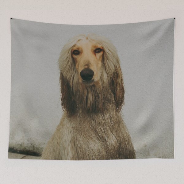 Item preview, Afghan Hound Portrait Photo designed and sold by TheAnimalZ00.