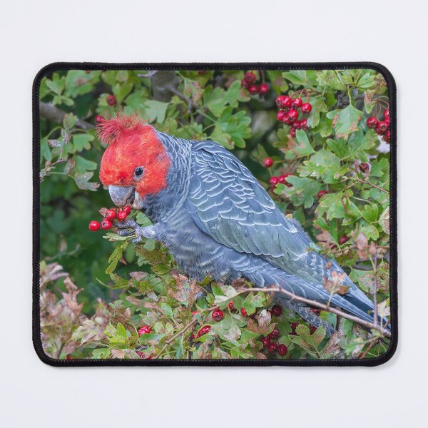 Item preview, Male Gang -Gang eating Hawthorne Berries designed and sold by Wildpix.