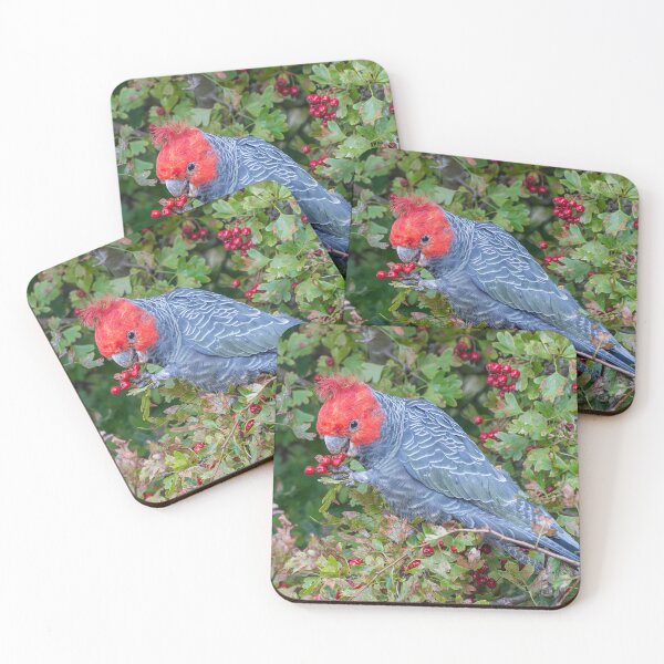 Item preview, Male Gang -Gang eating Hawthorne Berries designed and sold by Wildpix.