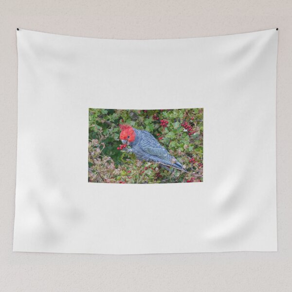Item preview, Male Gang -Gang eating Hawthorne Berries designed and sold by Wildpix.