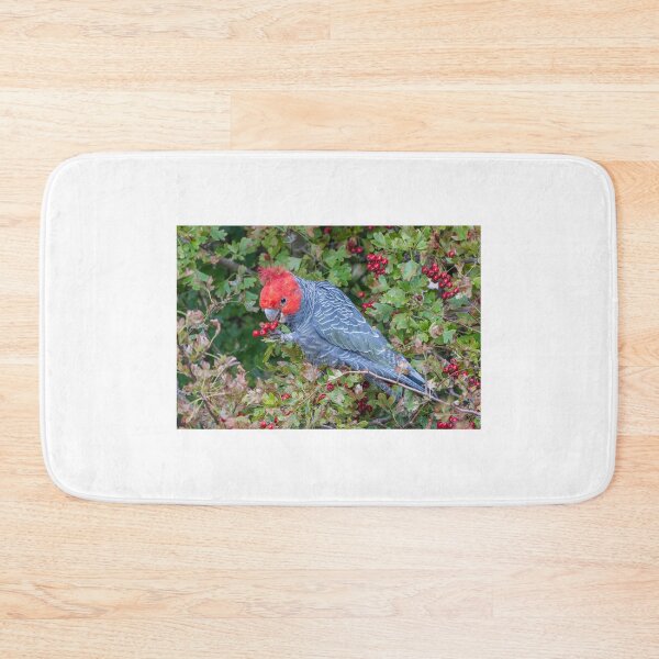 Item preview, Male Gang -Gang eating Hawthorne Berries designed and sold by Wildpix.