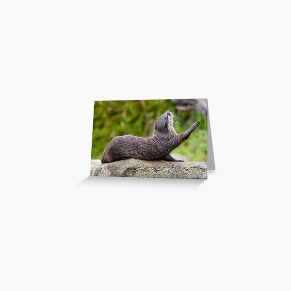 Morning exercise Greeting Card
