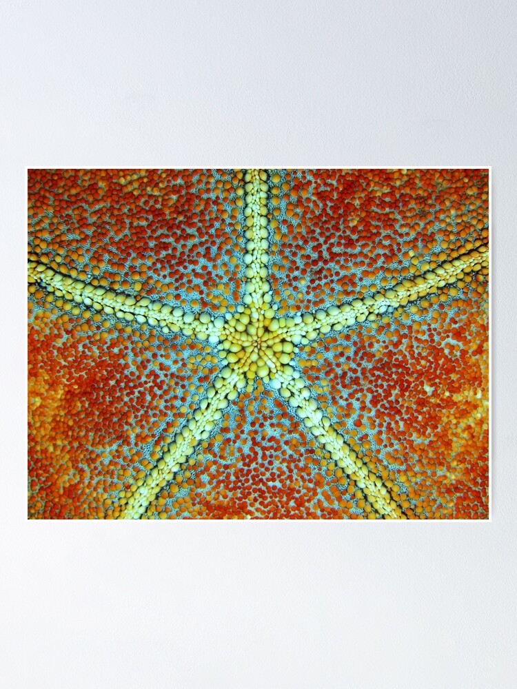 Alternate view of Culcita yellow-red Poster