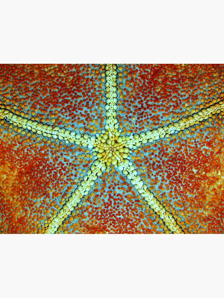 Culcita yellow-red by neoniphon