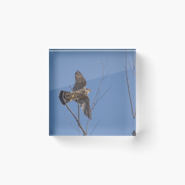 Item preview, The Merlin, A Small Fierce Falcon designed and sold by CarolM.