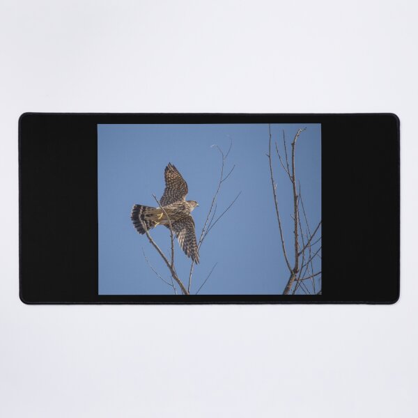 Item preview, The Merlin, A Small Fierce Falcon designed and sold by CarolM.