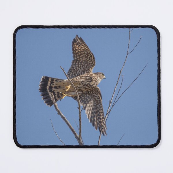 Item preview, The Merlin, A Small Fierce Falcon designed and sold by CarolM.