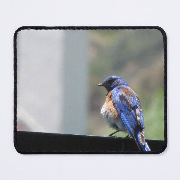Item preview, Mr. Bluebird designed and sold by Liana Melissa Allen.