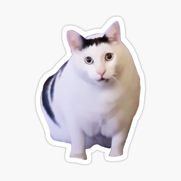 Chonky Cat Merch & Gifts for Sale