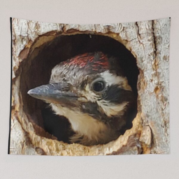 Item preview, Ladder-backed Woodpecker peeking out of a tree hole  designed and sold by abeautifulife.