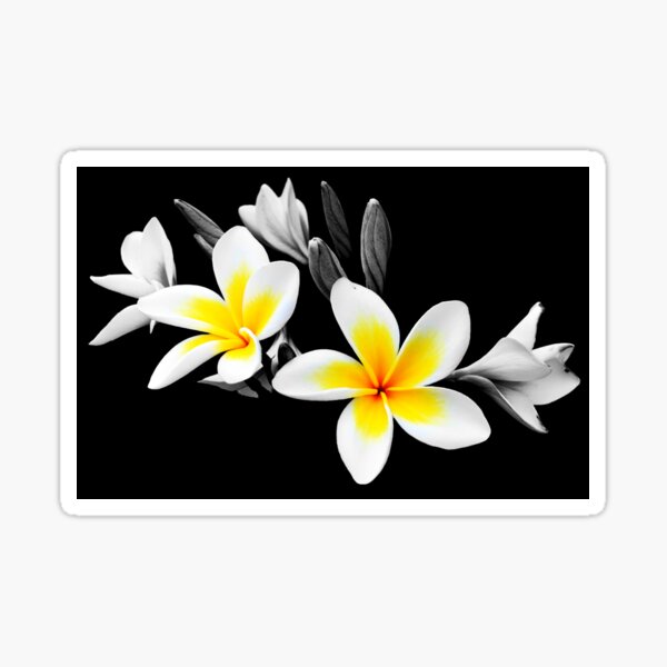 Item preview, Frangipani designed and sold by Helen Martikainen.