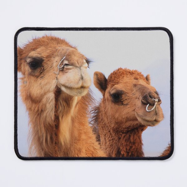 Item preview, Camels designed and sold by Gillian Anderson LAPS, AFIAP.