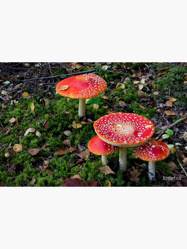 Poisonous beauties by littlefox