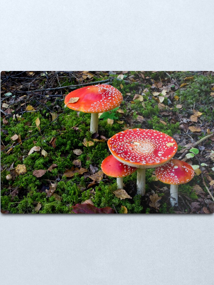 Alternate view of Poisonous beauties Metal Print