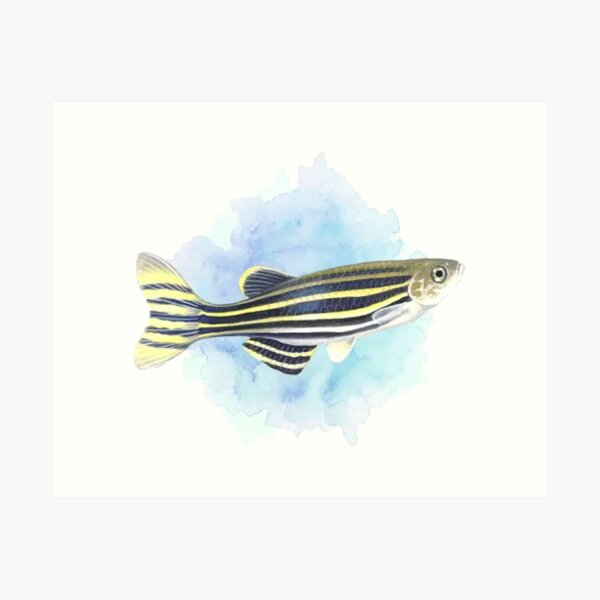 Item preview, Zebrafish designed and sold by clintang.
