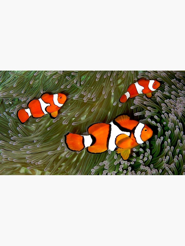 Nemo trio by neoniphon