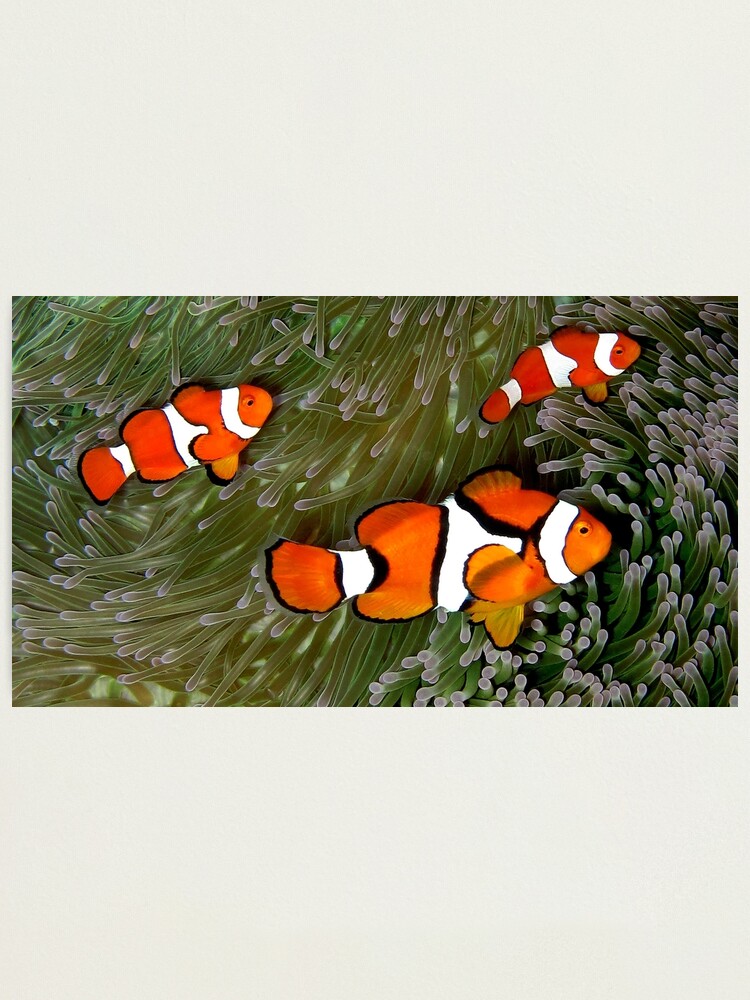 Alternate view of Nemo trio Photographic Print