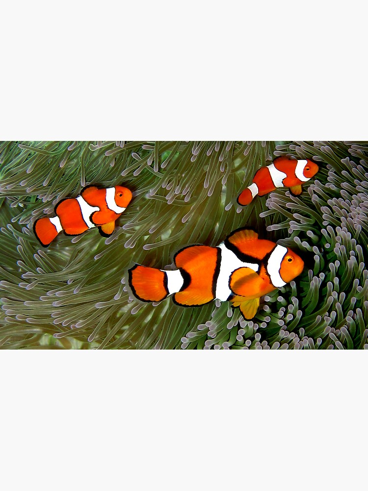 Nemo trio by neoniphon