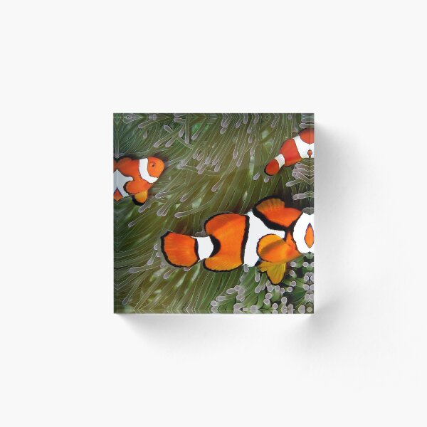 Nemo trio Acrylic Block