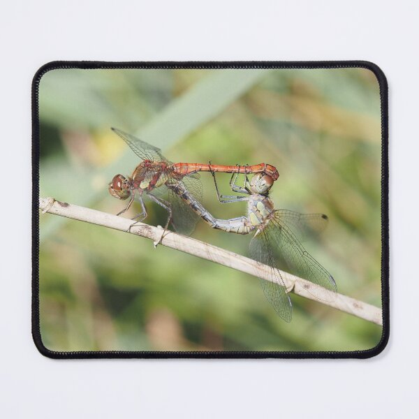 Item preview, Dragonfly reproduction designed and sold by Syr'photographies.