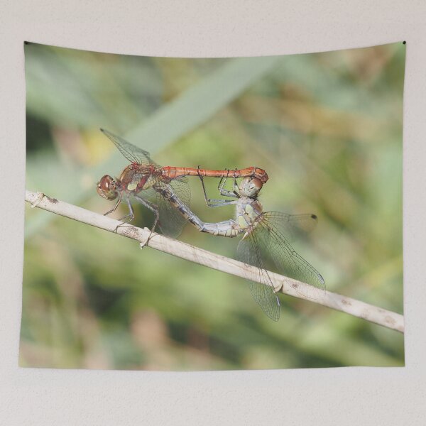 Item preview, Dragonfly reproduction designed and sold by Syr'photographies.