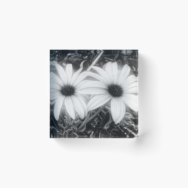 Item preview, Cape Rain Daisy Flower designed and sold by Marco Sales.