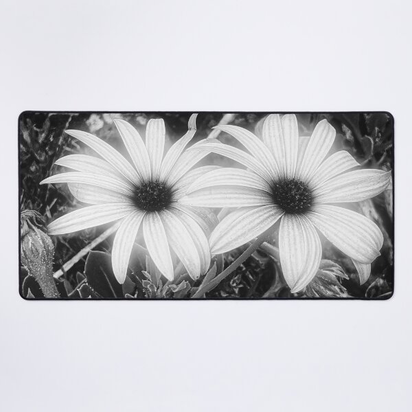Item preview, Cape Rain Daisy Flower designed and sold by Marco Sales.