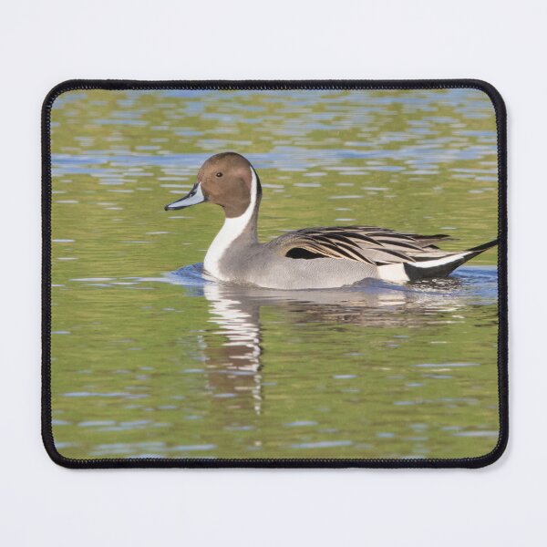 Item preview, Northern Pintail designed and sold by LaurenTucker.