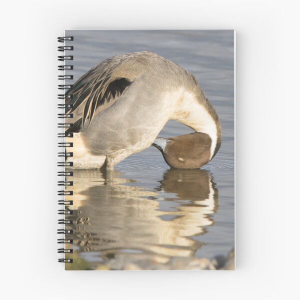 Item preview, Northern Pintail designed and sold by LaurenTucker.