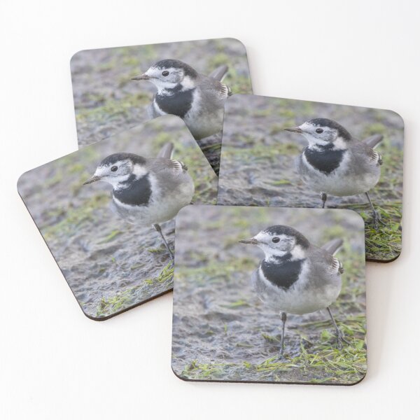 Item preview, Pied Wagtail designed and sold by LaurenTucker.