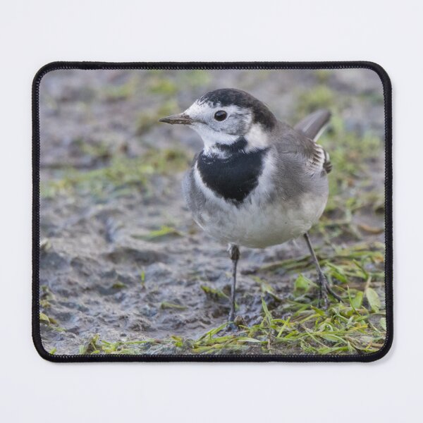 Item preview, Pied Wagtail designed and sold by LaurenTucker.