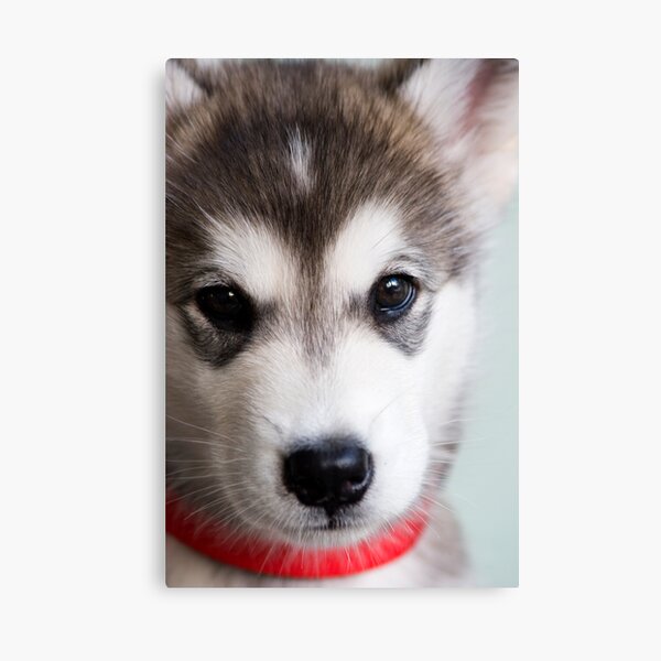I'm so cute! Canvas Print