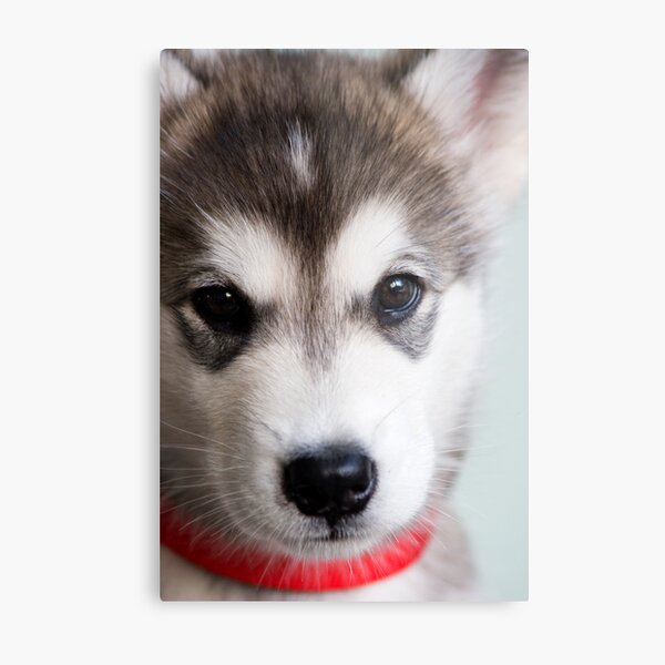 I'm so cute! Metal Print