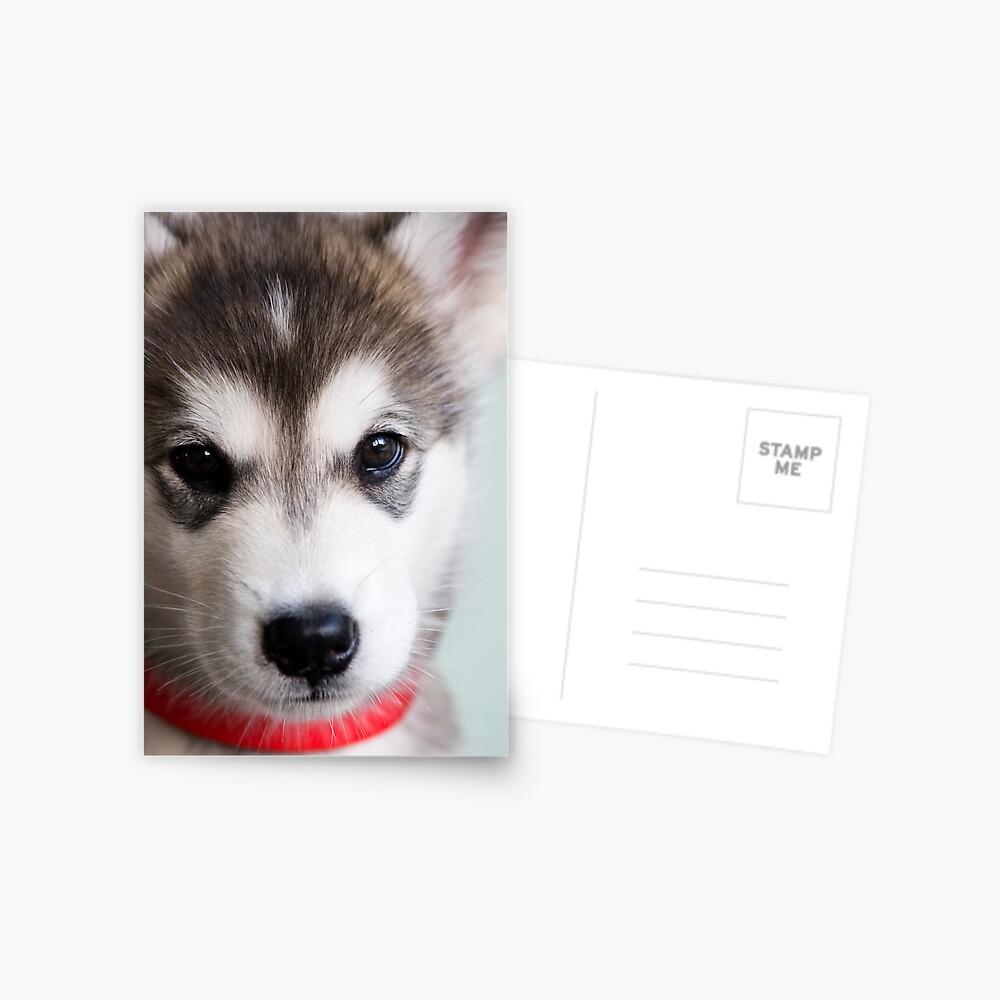 I'm so cute! Postcard